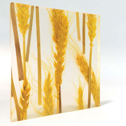 Picture of Wheat- Yellow